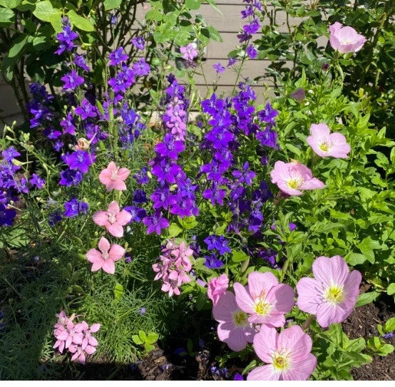 Rocket Larkspur Seeds 500 Non-GMO Mixed Color Delphinium Flowers - Delphinium ajacis for Pollinators