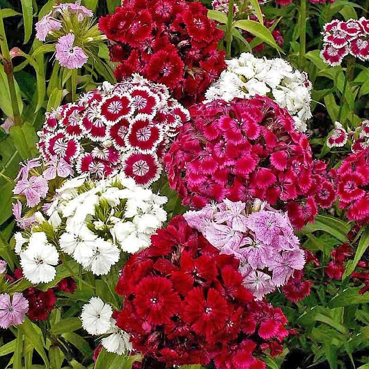 Sweet William Wildflower Seeds 1/4 Lb Mylar Packet - Dianthus barbatus - Non-GMO, Attracts Pollinators, Easy to Grow