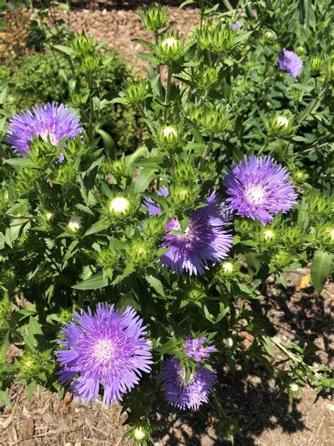 Stokes Aster Live Bare Root Plant 12-24" White Blooms Stokesia Laevis 'Alba' Perennial for Zones 5-9