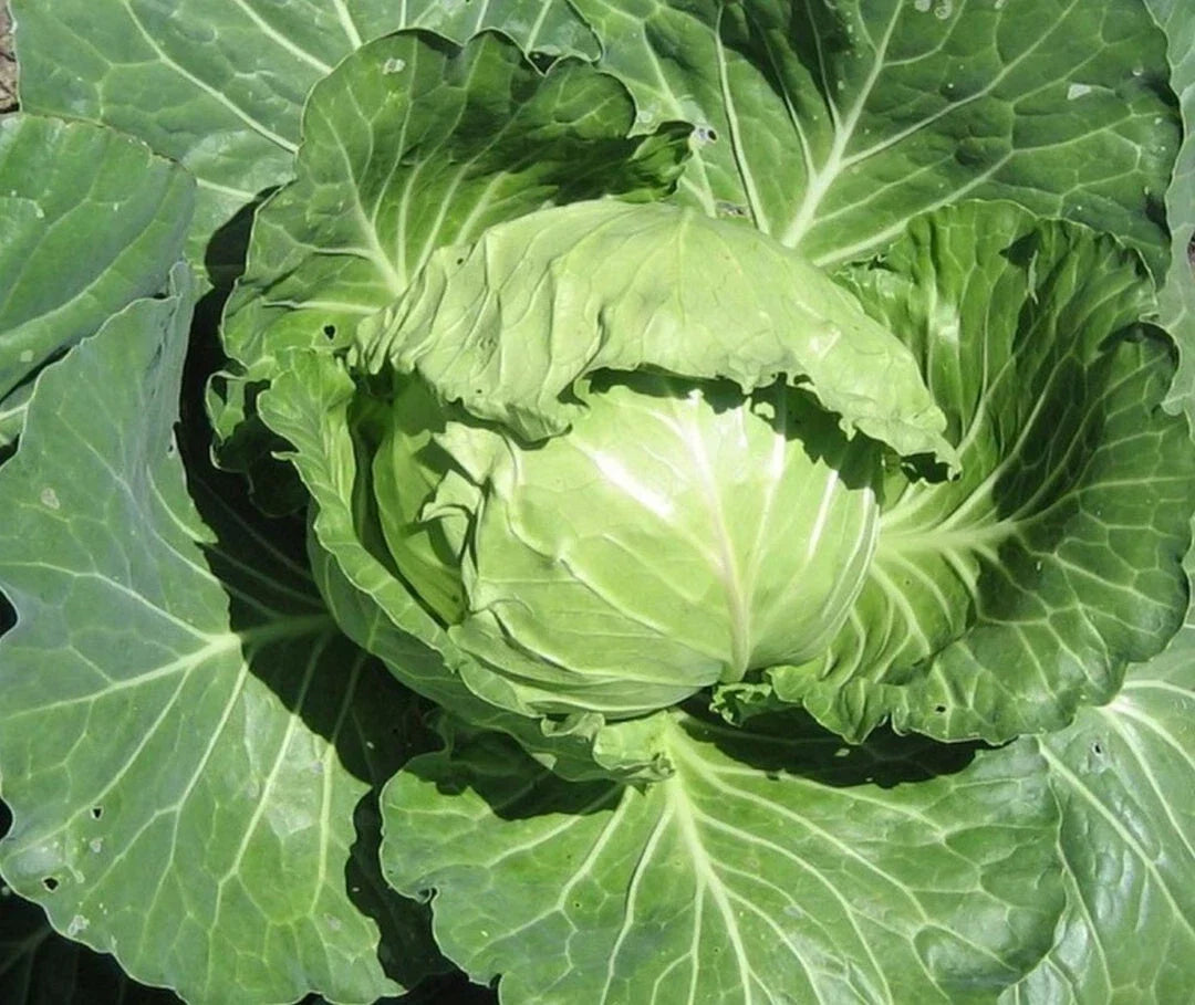 Late Flat Dutch Cabbage Seeds 300+ Non-GMO Vegetable Seeds for Planting Brassica oleracea Var. Capitata