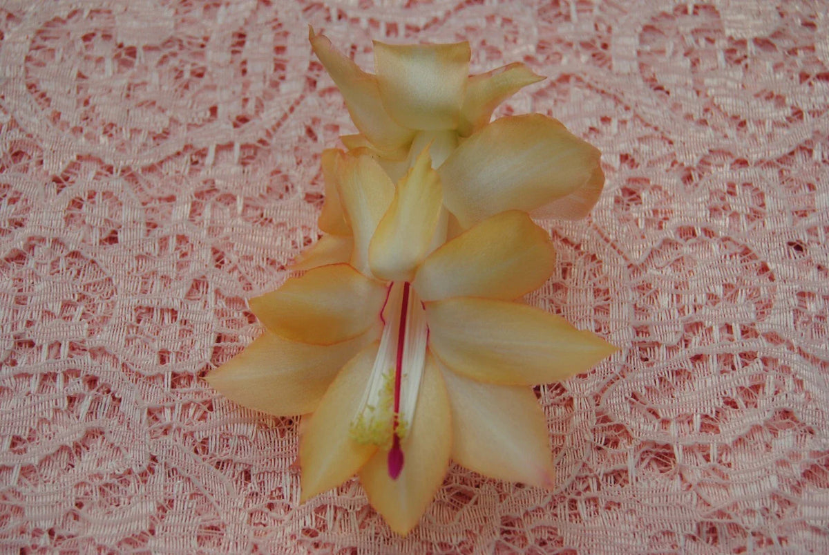 Christmas Cactus Starter Plant, Small Healthy Schlumbergera Truncata, Outono Brazil Variety, Well Rooted, Indoor Succulent