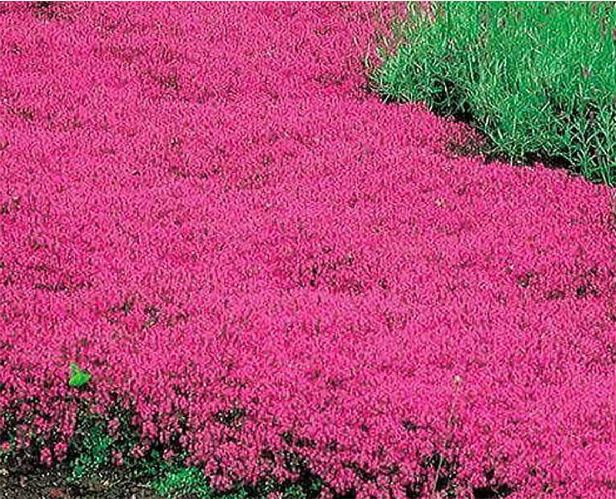 Creeping Thyme Seeds 600 Count Scarlet Red Ground Cover Perennial Thymus serpyllum for Rock Gardens