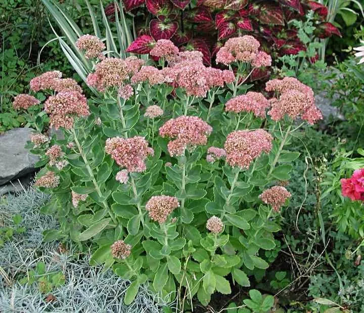 Sedum Plant Starter 4 Inch Pot - Sedum Never Die - Low Maintenance, Drought Resistant, Ground Cover - Sedum spp.