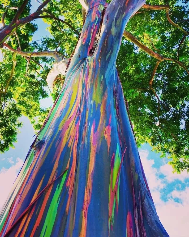 Rainbow Eucalyptus Tree Seeds - 50 Seeds - Multicolored Bark - Eucalyptus deglupta - Ideal for Landscaping and Gardens