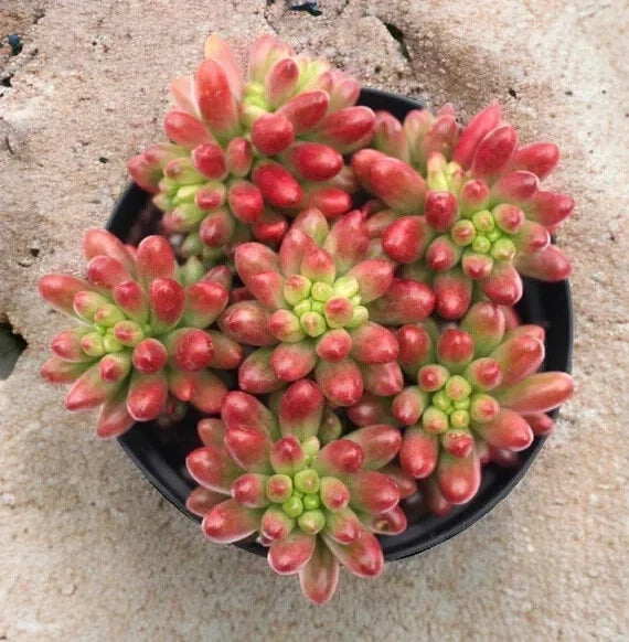 Sedum Rubrotinctum "Aurora" 4" Potted Plant - Pink Jelly Beans Succulent - Easy Care Indoor Plant - Drought-Tolerant