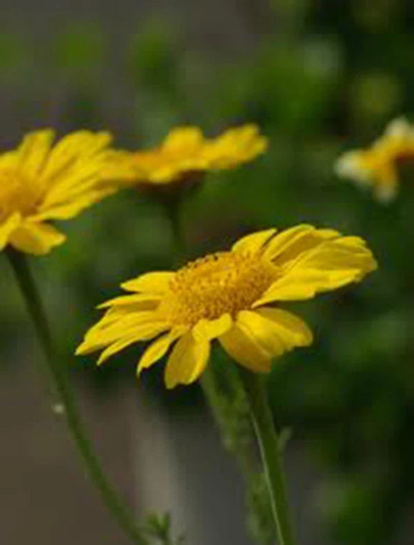 Garland Chrysanthemum Seeds, 50+ Count, Golden Yellow Blooms, Chrysanthemum coronarium, Easy to Grow Garden Flowers