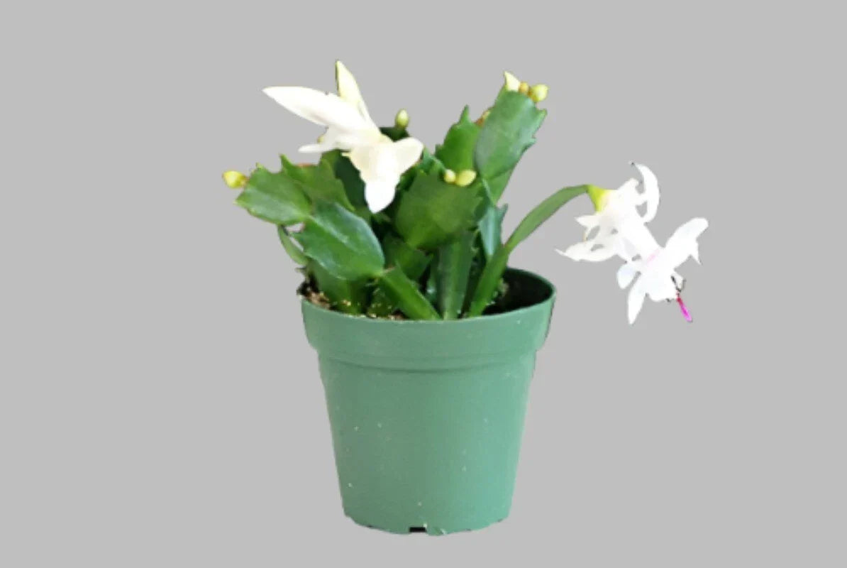 Christmas Cactus Plant 4 Inch Light Pink Zygocactus Schlumbergii Live Plant