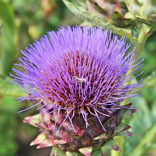 Cardoon Seeds | Heirloom Non-GMO Artichoke Thistle | Cynara cardunculus | Unique Flavor for Culinary & Ornamental Gardens