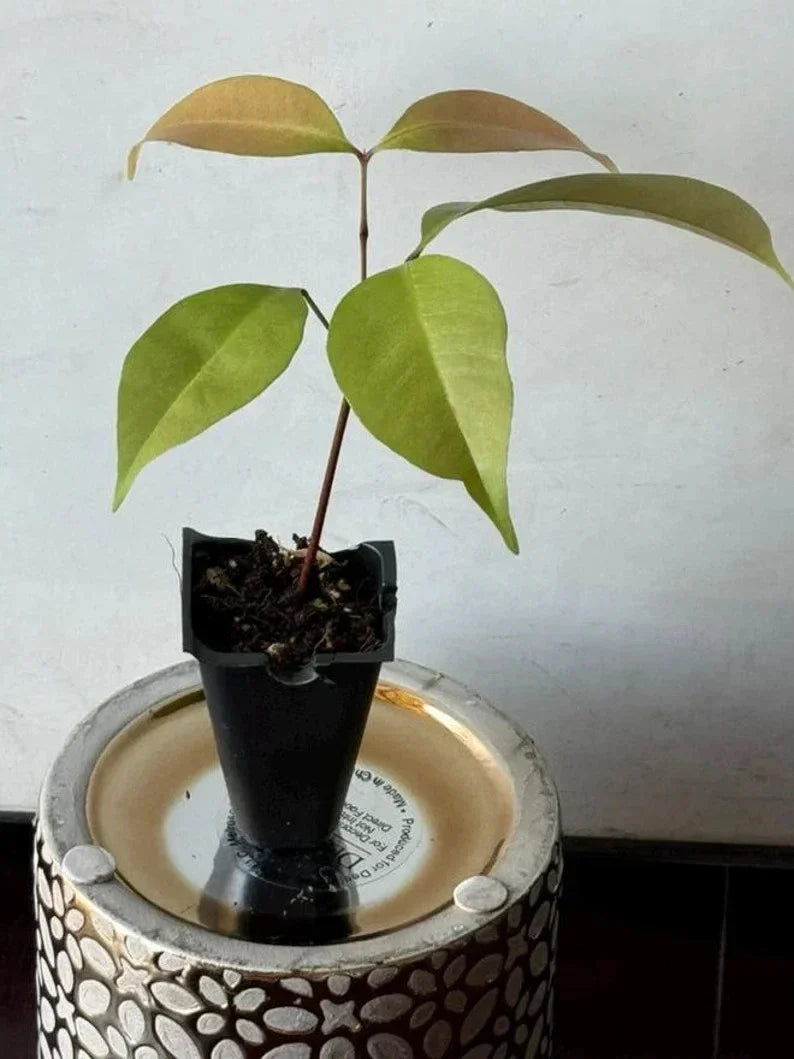 Live Emperor Lychee Plant in 3-Gallon Pot - Tropical Fruit Tree - Litchi chinensis - Fast Shipping, No State Restrictions