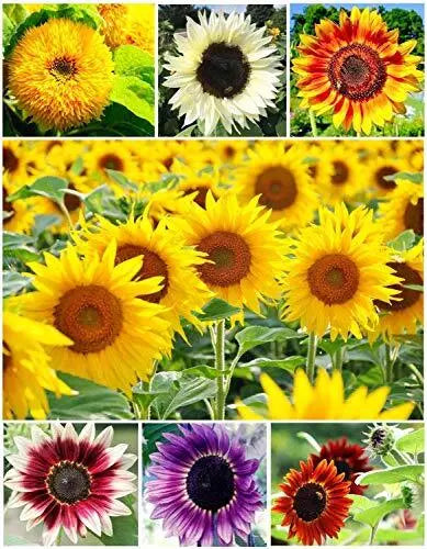 Sunflower Seeds 100+ Colorful Mix Non-GMO for Planting - Helianthus annuus - Perfect for Garden & Pollinators