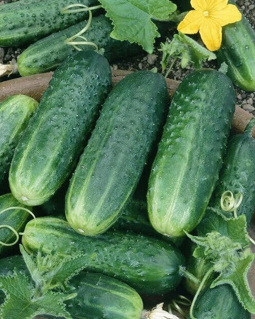 Carolina Cucumber Seeds - Organic Heirloom - Non-GMO - 100+ Seeds - Cucumis sativus - Ideal for Home Gardens