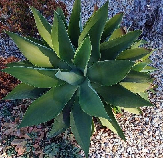 Large Cactus Cutting #50 - Ideal for Propagation - Cactaceae Family - Perfect for Succulent Gardens - Drought-Tolerant Plant