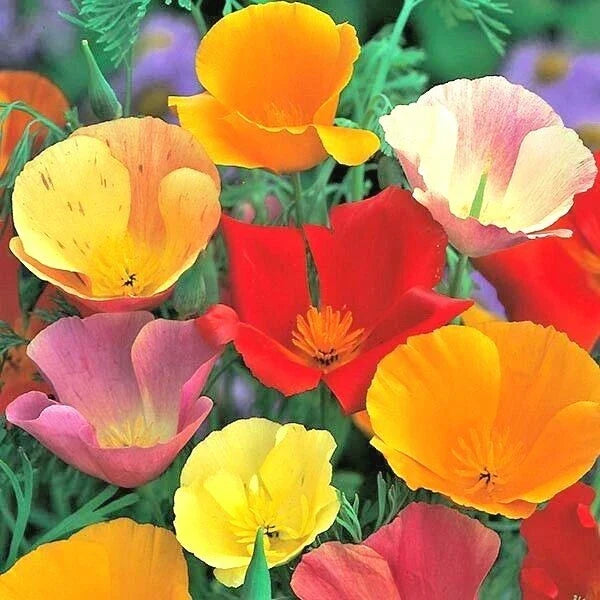 California Poppy Seeds - 501+ Pack - Native Wildflower Mix - Eschscholzia californica - Orange Yellow Cream Blooms