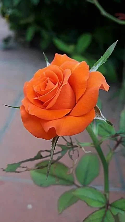 Orange Rose Seeds - 10 Perennial Flowering Shrub Seeds - Rosa spp. for Vibrant Garden Blooms and Attractive Landscaping