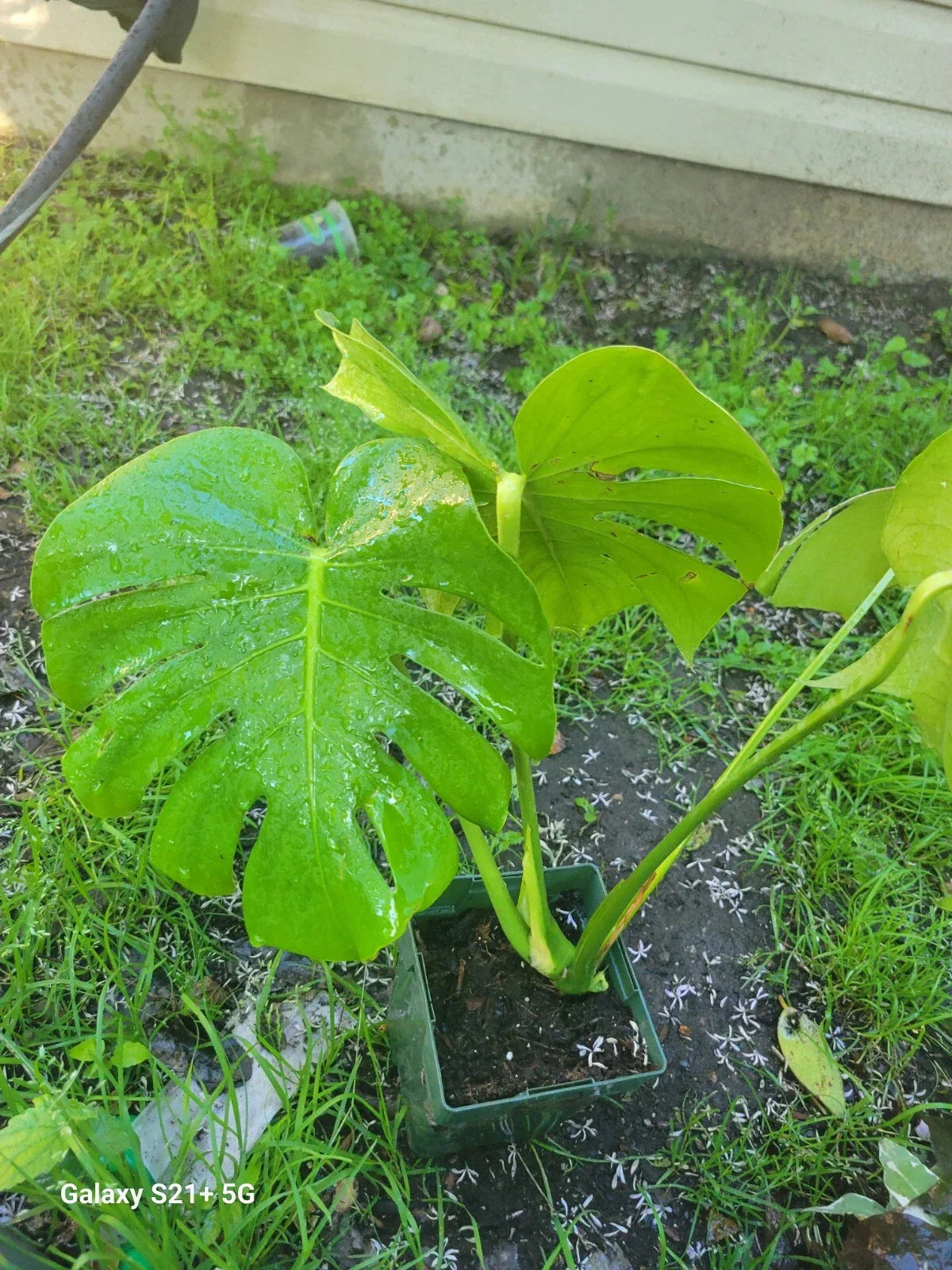 Monstera Deliciosa Live Plant | 3-Inch Swiss Cheese Indoor Houseplant | Tropical Evergreen | Unique Split Leaves
