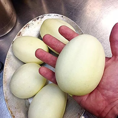Dragon Eggs Cucumber Seeds - 30 Count - White Variety (Cucumis sativus) - Unique for Home Gardening and Trellising