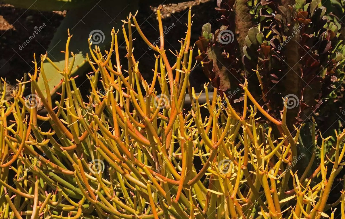 Fire Sticks Cuttings 10 Fresh Euphorbia Tirucalli Pencil Cactus Succulent - Colorful, Low-Maintenance Indoor/Outdoor Plant