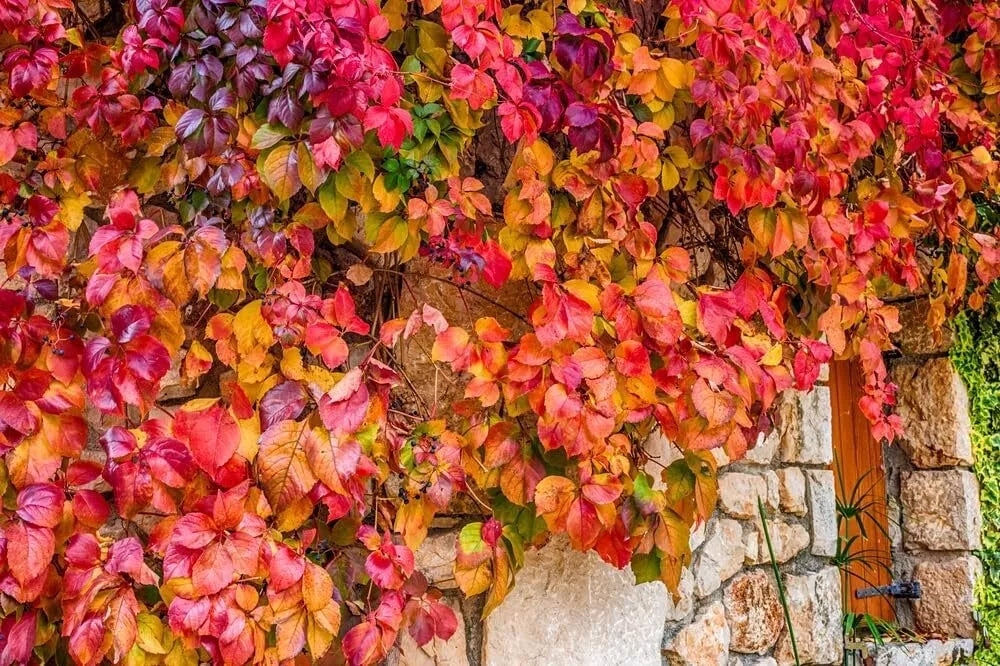 Virginia Creeper Seedlings 1 Pack | Parthenocissus quinquefolia | Fast-Growing Vine for Privacy and Autumn Color