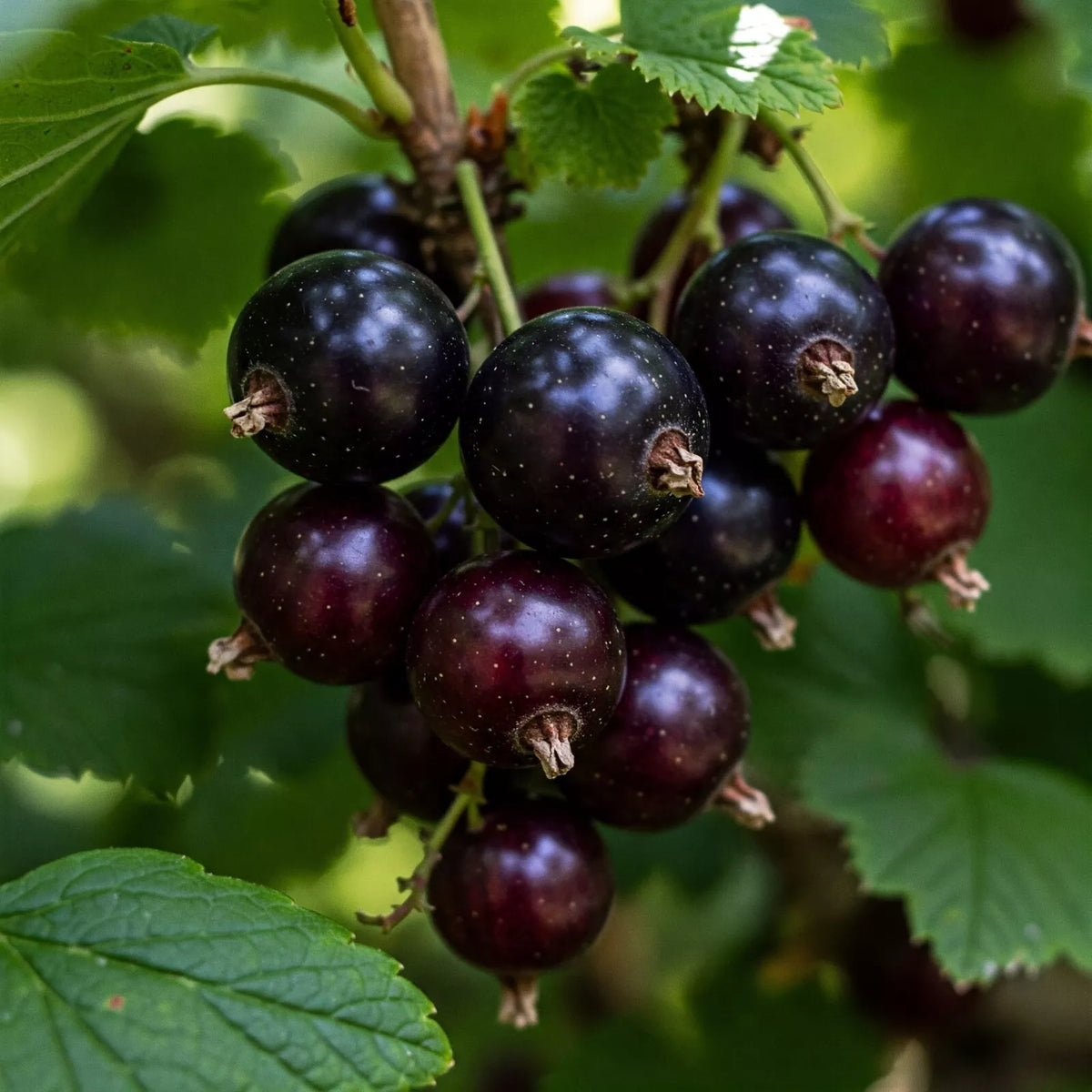 Jostaberry Plant - Live Dormant Bush - Edible Berry Variety - Ribes x nidigrolaria - Hardy & Easy to Grow