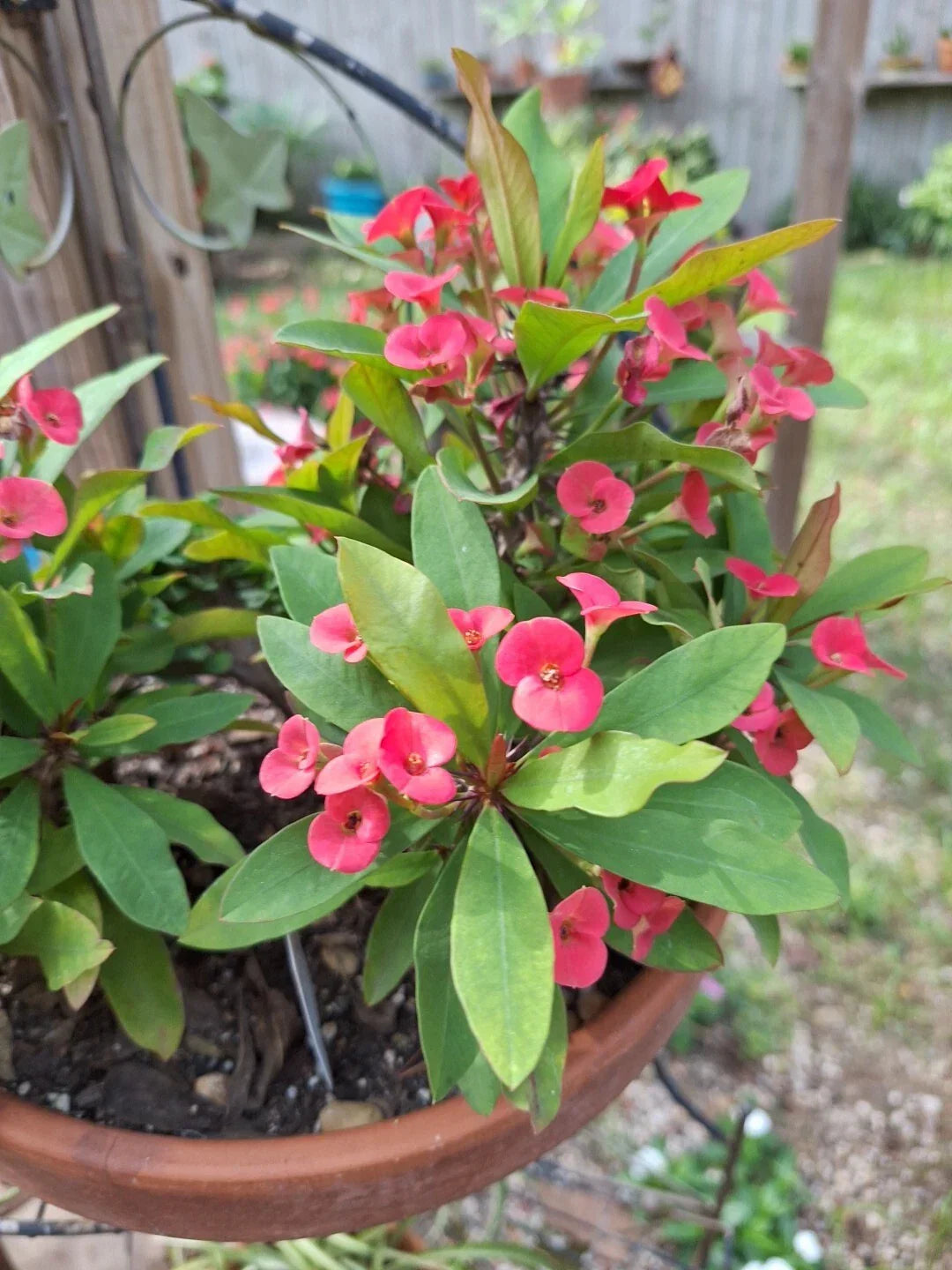 Petite Pink Crown of Thorns Plant, Rooted Euphorbia Milii, Bushy Blooming Houseplant, Vibrant Indoor Outdoor Garden Decor