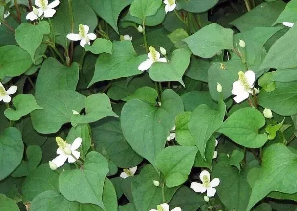 Fish Mint Seeds - 300 Count - Houttuynia Cordata - Chameleon Plant - USA Grown - Edible Ground Cover for Gardens