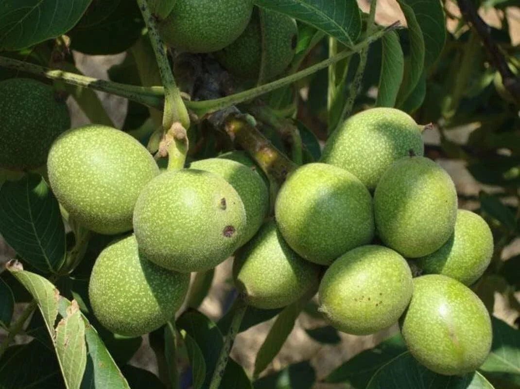 Black Walnut Tree Seedling | Juglans nigra | Edible Nuts | Non-Shippable to California