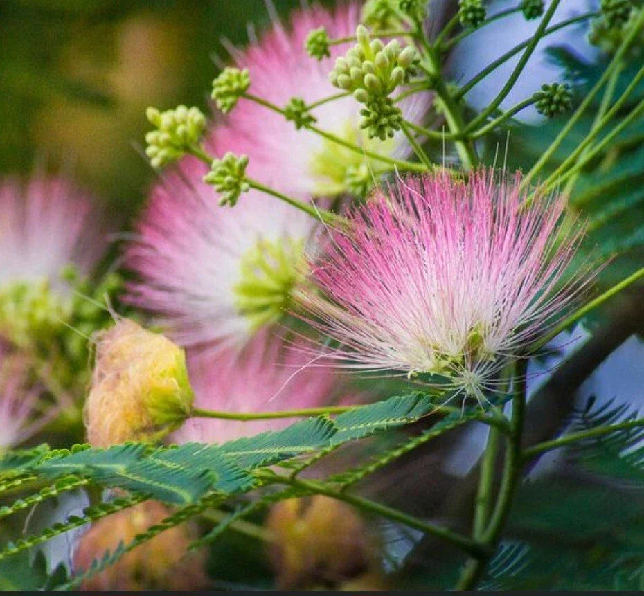 12 Unrooted Pink Mimosa Tree Cuttings for Pollinators - Albizia julibrissin - Ideal for Gardening and Arrangements