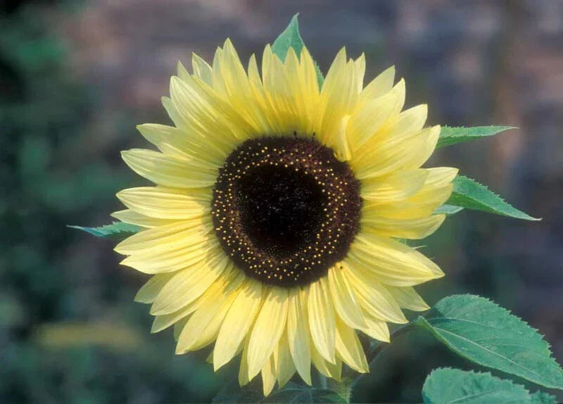 Valentine Sunflower Seeds - 25 Fresh Seeds - Helianthus annuus - Bright Yellow Blooms for Gardens & Bouquets