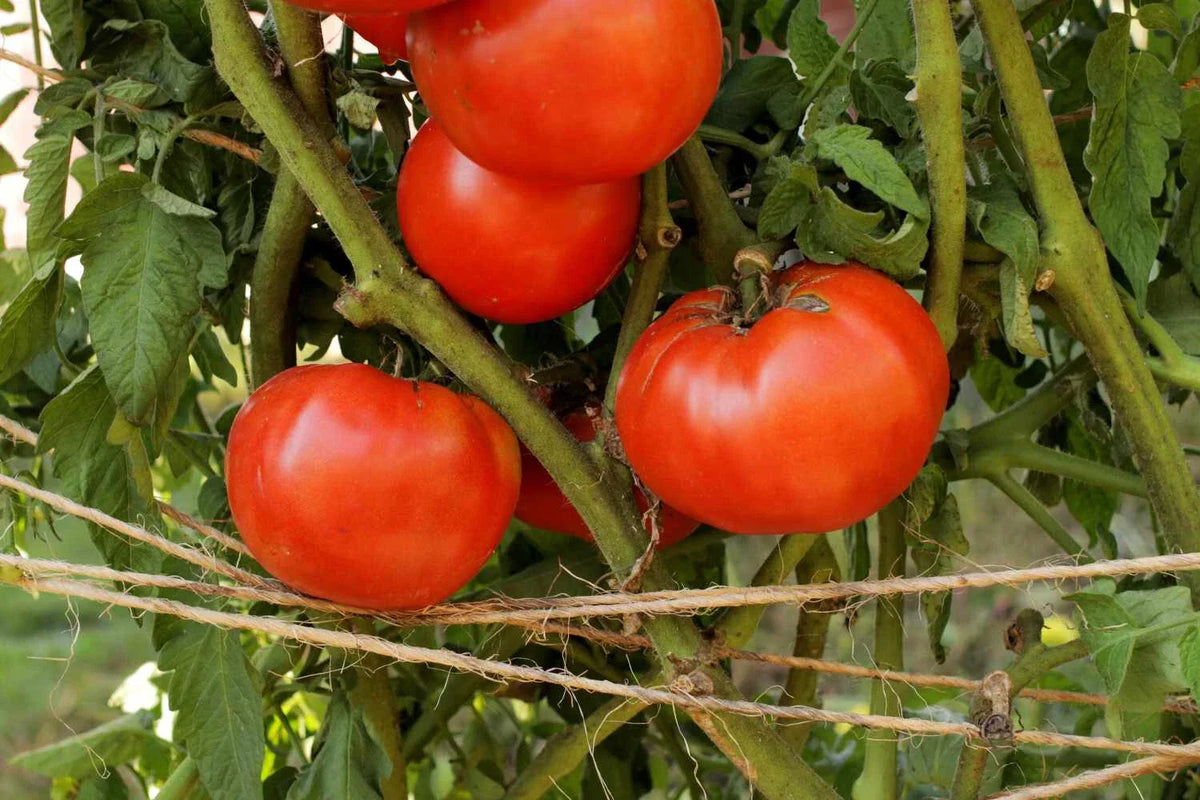 Heirloom Beefsteak Tomato Live Starter Plants Set of 2 - Juicy Red Indeterminate, Solanum lycopersicum 'Beefsteak' - 4+ Inches