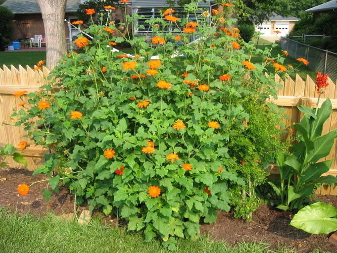 Mexican Sunflower Seeds - 101+ Count - Drought Tolerant Yellow-Orange Flowers - Tithonia rotundifolia - Non-GMO