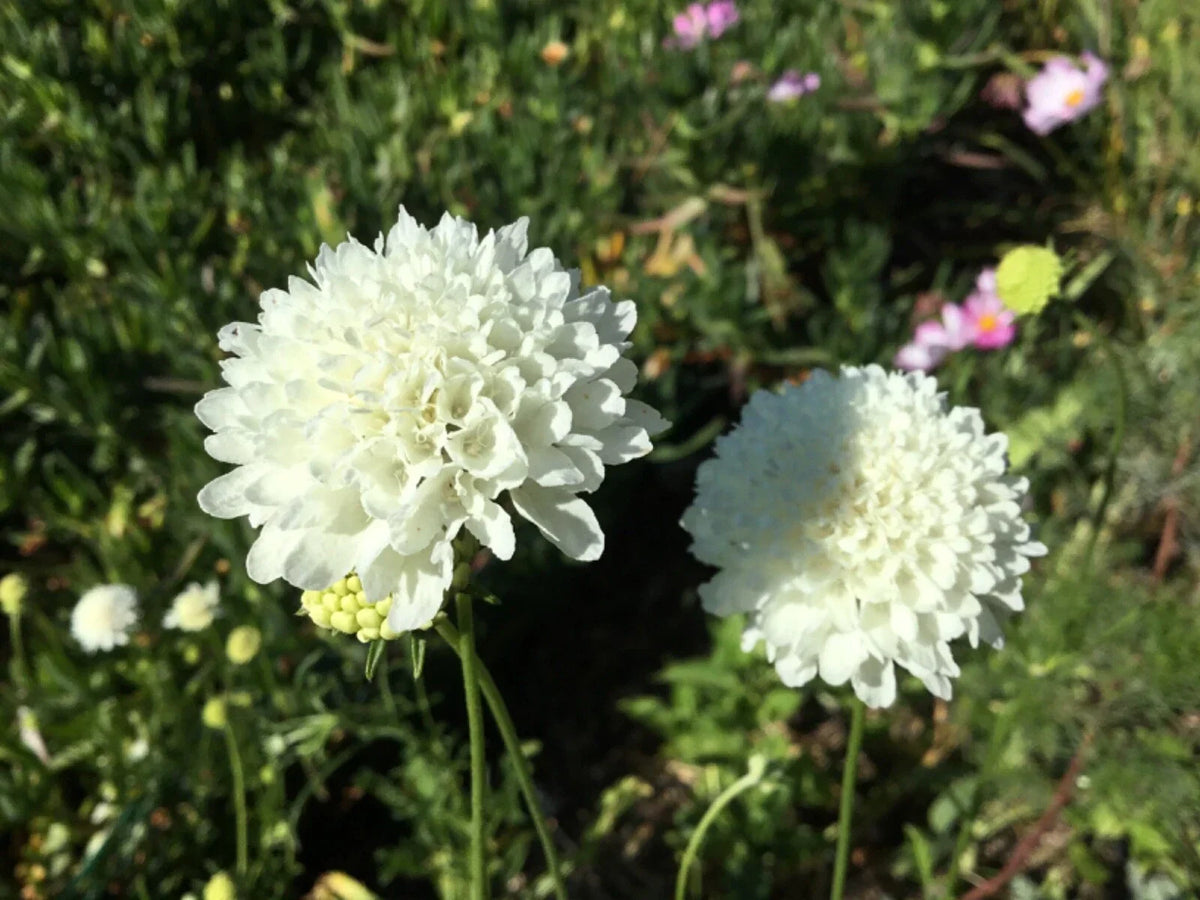 Scabiosa "Snowball" Seeds - 50 Premium Pincushion Flower Seeds - Scabiosa caucasica - Wedding Flower Garden Planting