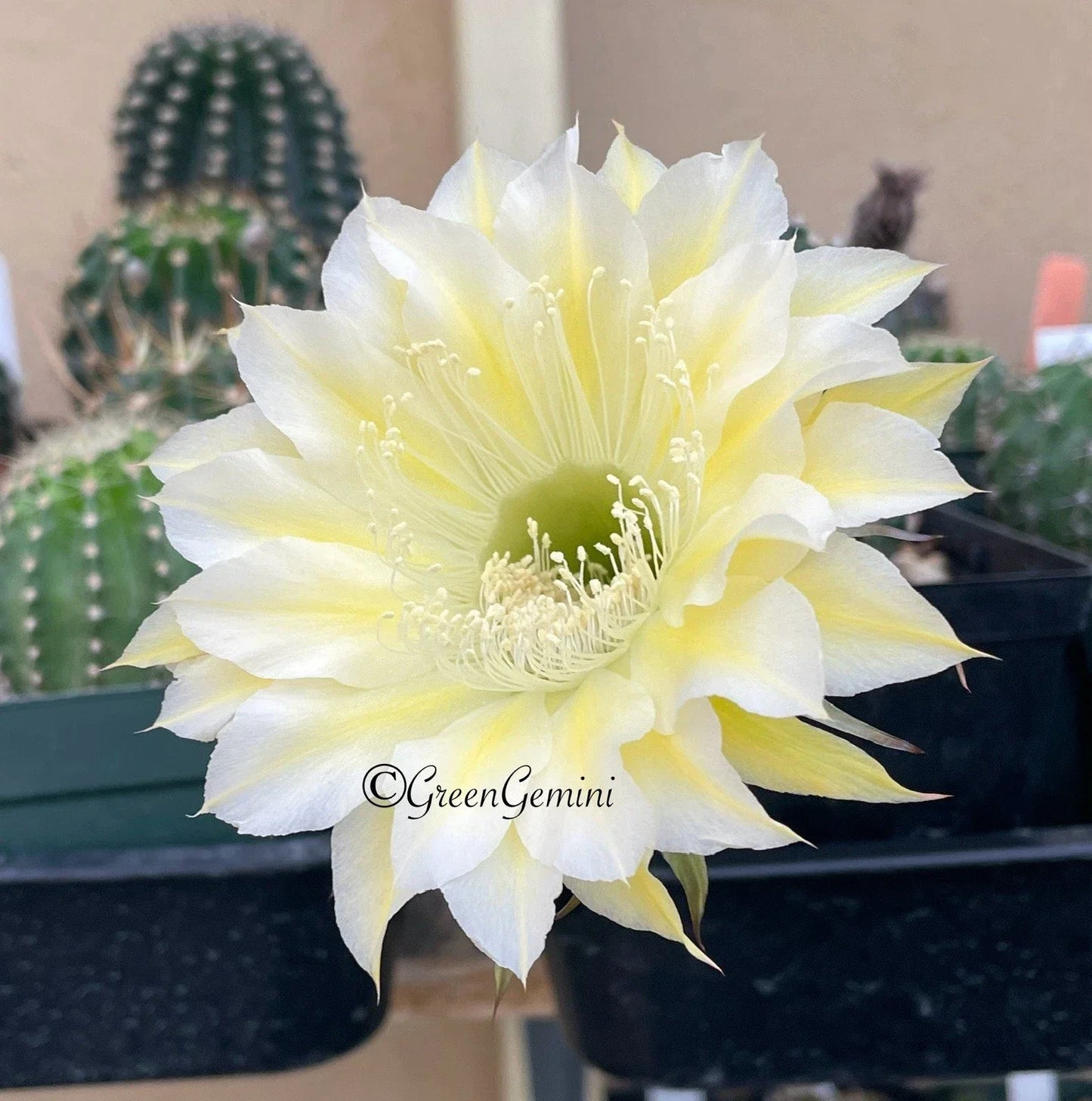 Echinopsis Bourne Lace Cactus Pups - Rooted Succulent Plants - European Hybrid - Easy Care Indoor Decor