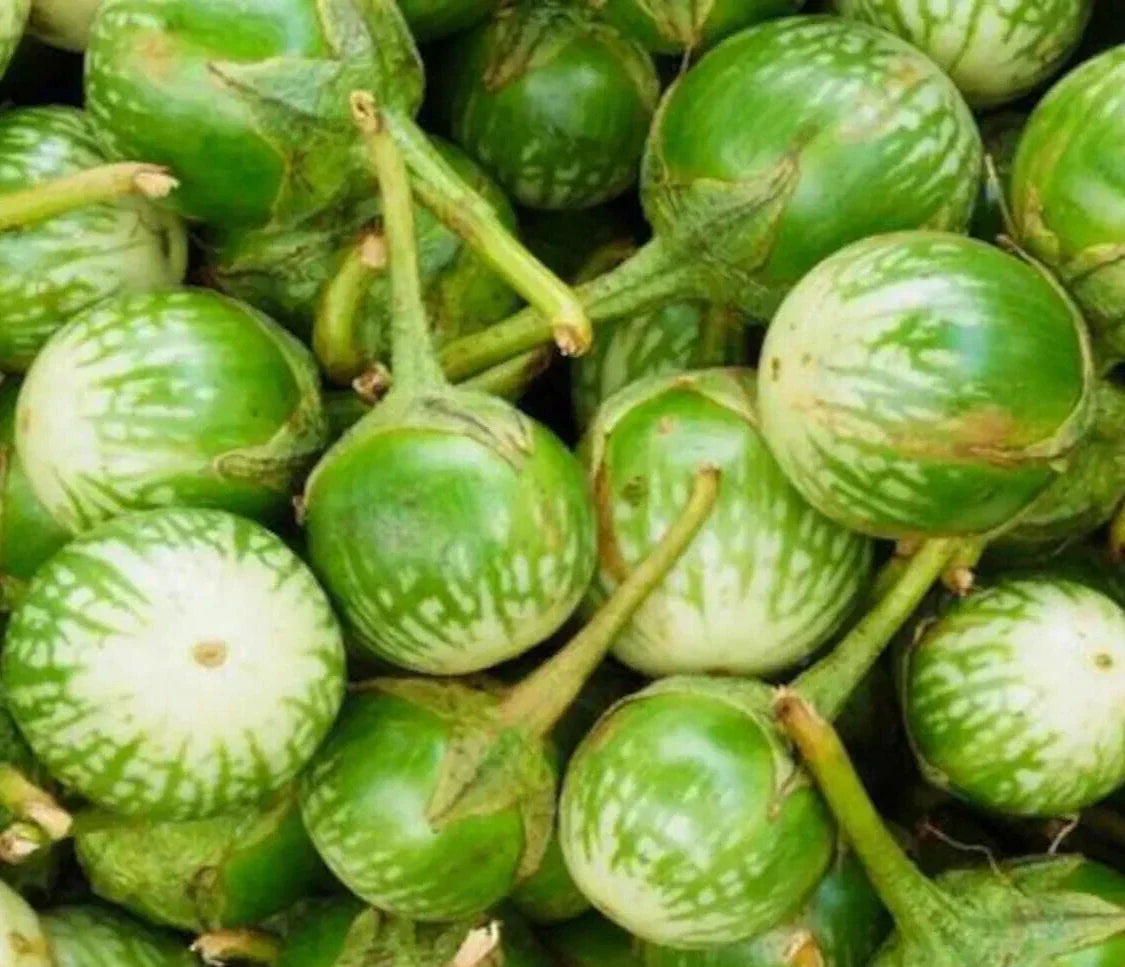 Petch Siam Eggplant Seeds 100+ Non-GMO Green Vegetable Seeds for Garden, Solanum melongena, Ideal for Indian Cuisine