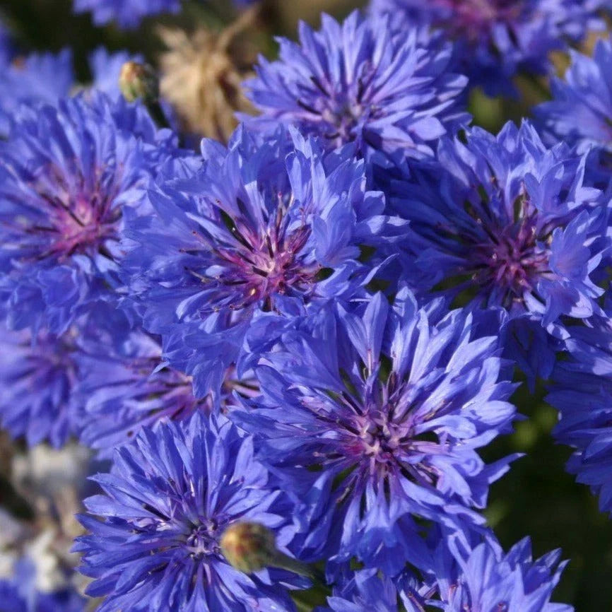 Blue Dwarf Bachelor Button Seeds - Centaurea cyanus - 100 Eco-Friendly Seeds for Wildflower Garden, Pollinator-Friendly