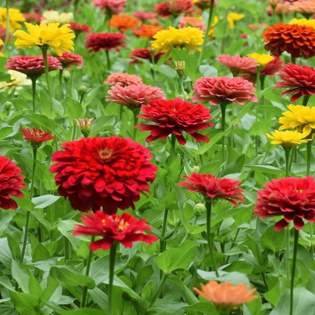 Zinnia Seeds - 200+ Mixed Color Variety for Flower Gardens - Zinnia elegans - Non-GMO Annual Seeds for Vibrant Blooms