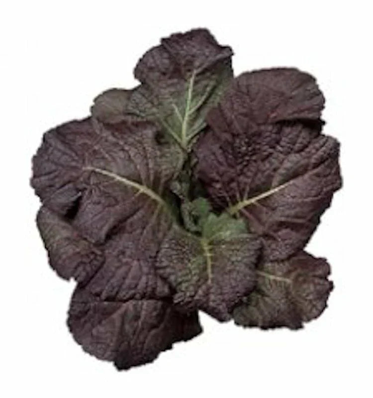Red Giant Mustard Seeds - 1500 Non-GMO Heirloom Seeds - Brassica juncea - Ideal for Salads & Stir-Fries