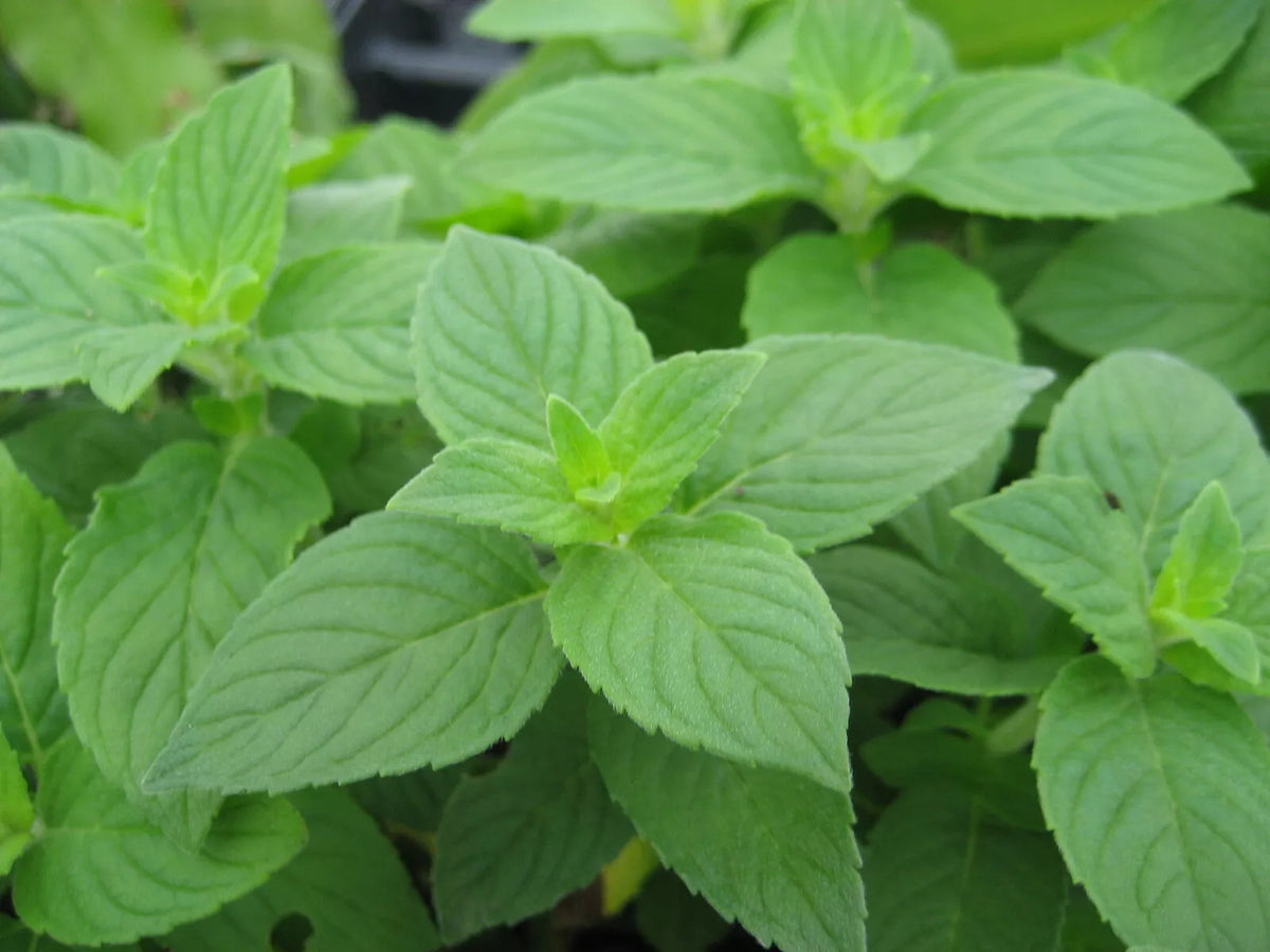 Lemon Mint Seeds 500+ Heirloom Monarda Citriodora Annual Herb USA Grown Free Shipping