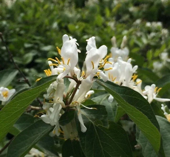50 Seeds Winter Honeysuckle Lonicera fragrantissima | Fragrant Flowering Shrub for Gardens and Landscaping