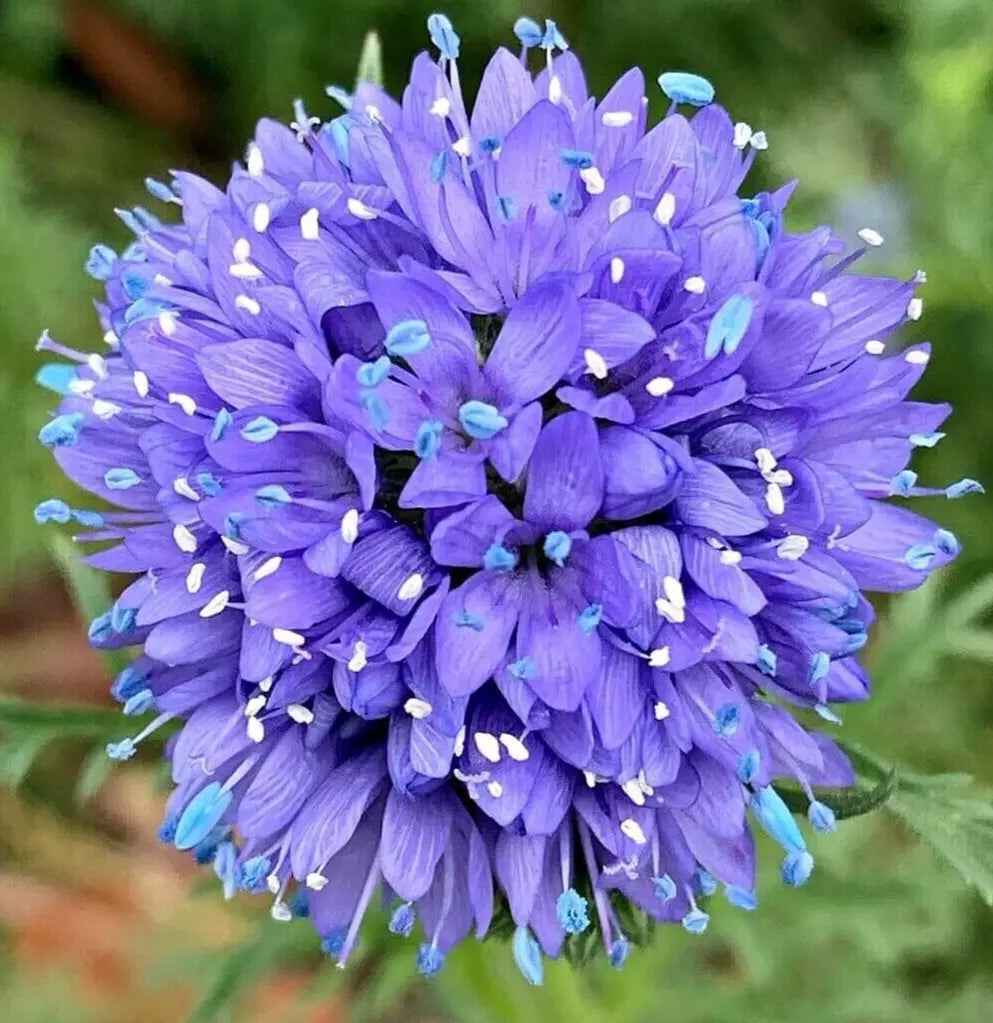 Globe Gilia Flower Seeds 500+ Pack - Gilia capitata Annual Blue Purple Blooms for Garden, Pollinator Friendly
