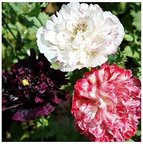 170 Seeds Antique Flemish Poppy Double Mix - Non-GMO Flower Seeds - Papaver somniferum - Vibrant Garden Colors