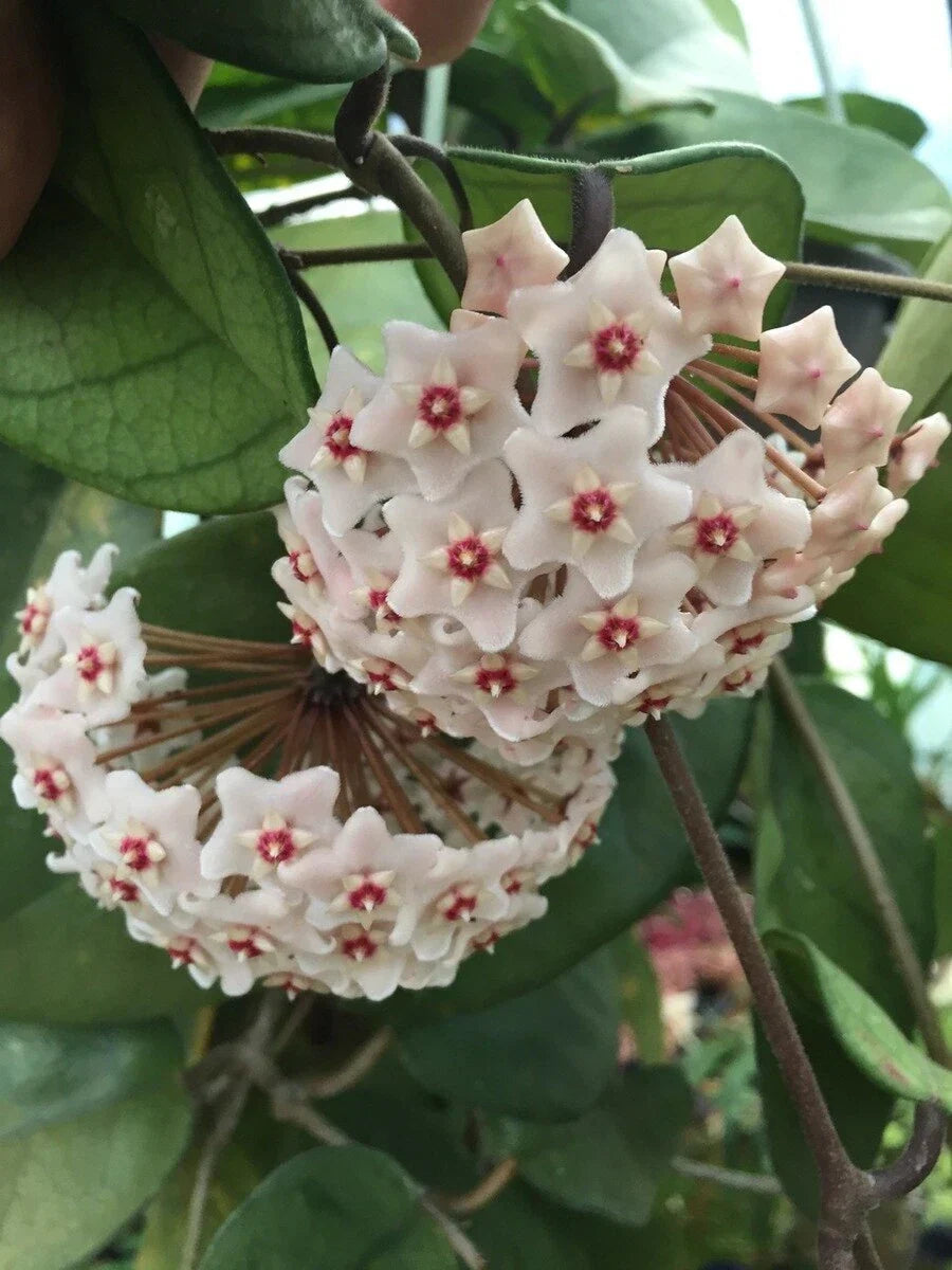 Hoya Plant 2.5" Pot Rare Hoya fungii Rooted Houseplant for Indoor Gardening, Unique Wax Leaves, Easy Care