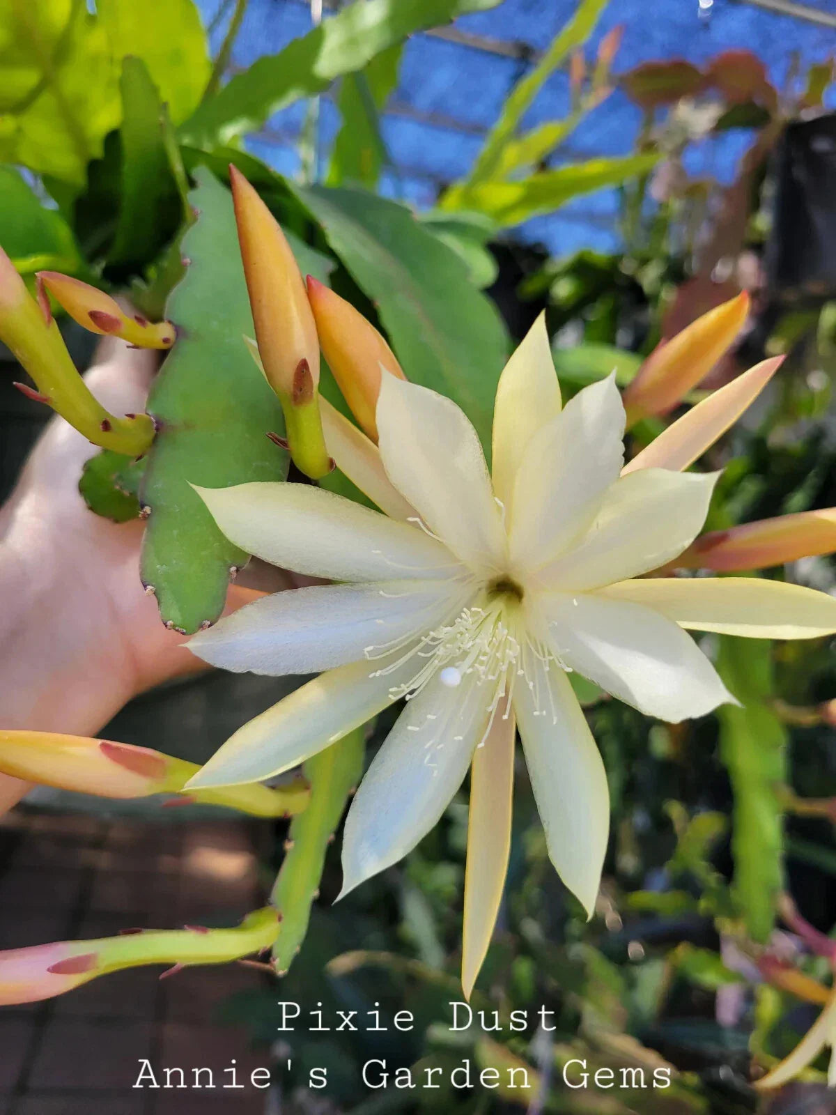 Epiphyllum Cuttings - 8 to 10 Inches - Pixie Dust - Unrooted Epiphyllum Oxypetalum for Propagation and Indoor Gardening
