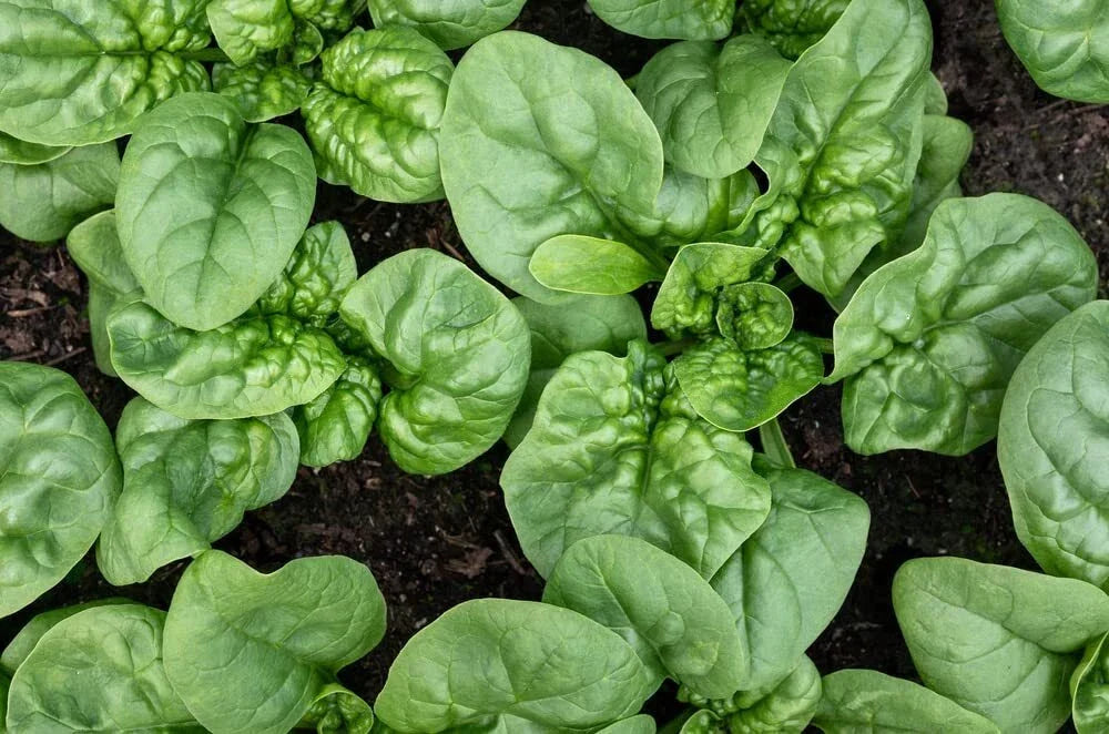 Bloomsdale Spinach Seeds | Organic Heirloom Non-GMO | Spinacia oleracea | 300 Seeds for Home Gardening