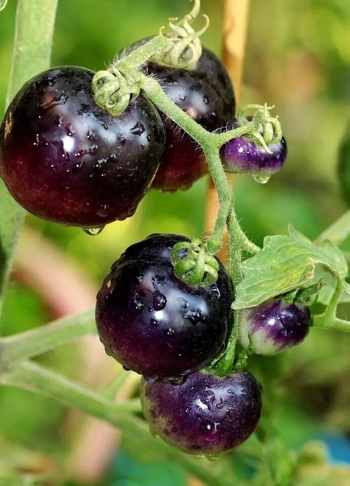European Black Cherry Tomato Seeds - 10+ Heirloom, Non-GMO, Sweet - Solanum lycopersicum - Ideal for Gardens & Containers