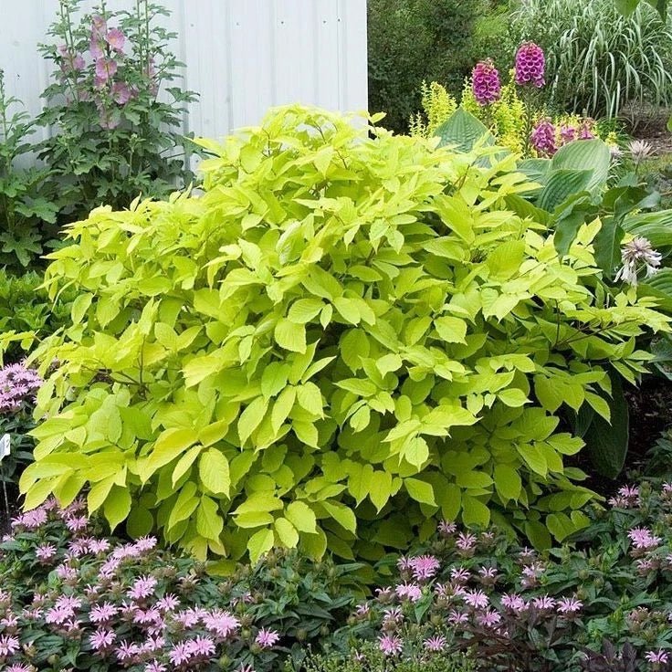 Sun King Japanese Spikenard Plant - 4-Inch Rhizome - Aromatic Perennial - Aralia racemosa - Ideal for Gardens and Borders