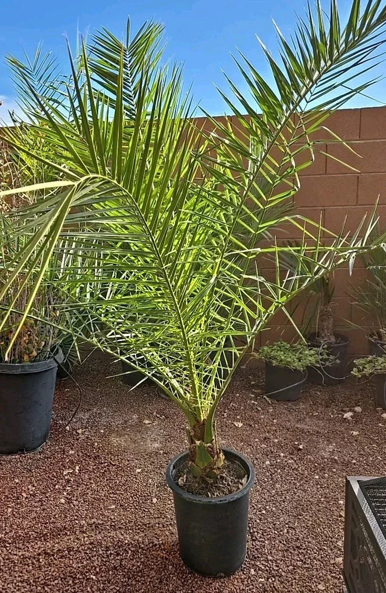 Canary Island Date Palm Tree 52+ Inches Potted Phoenix Canariensis 10+ Years Tropical Indoor/Outdoor Plant