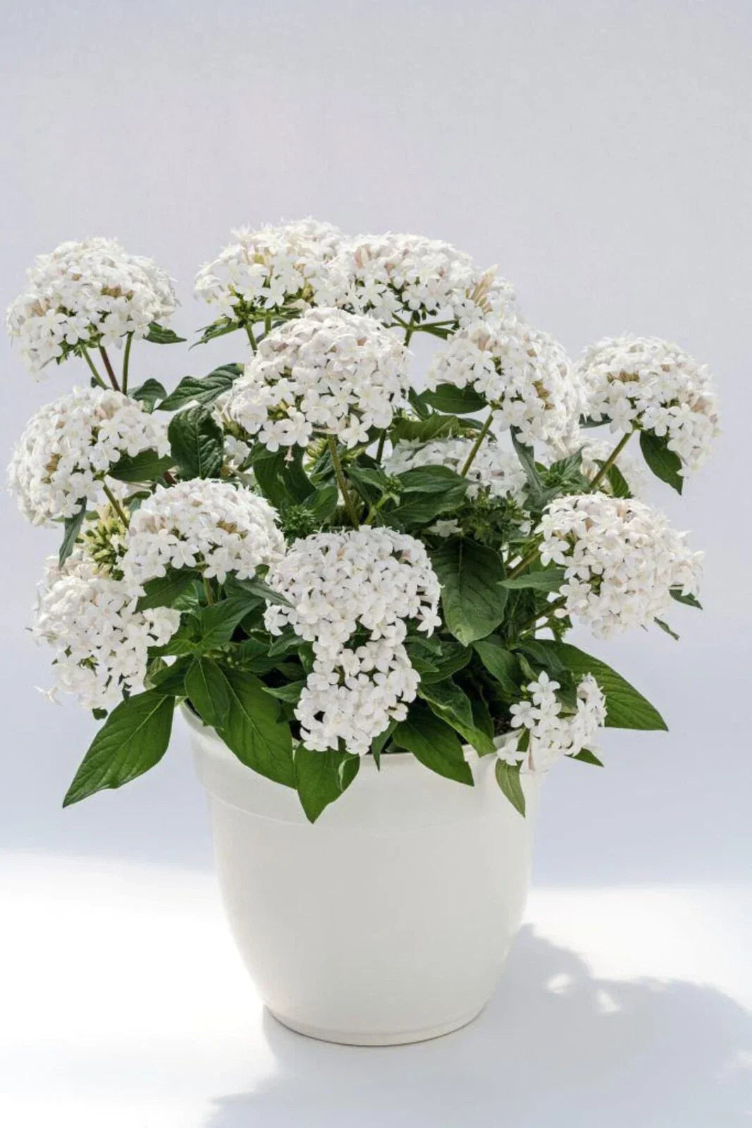 Pentas Seeds 500 Count Graffiti 20/20 White Flowering Plant Seeds, Pentas lanceolata for Garden & Landscape