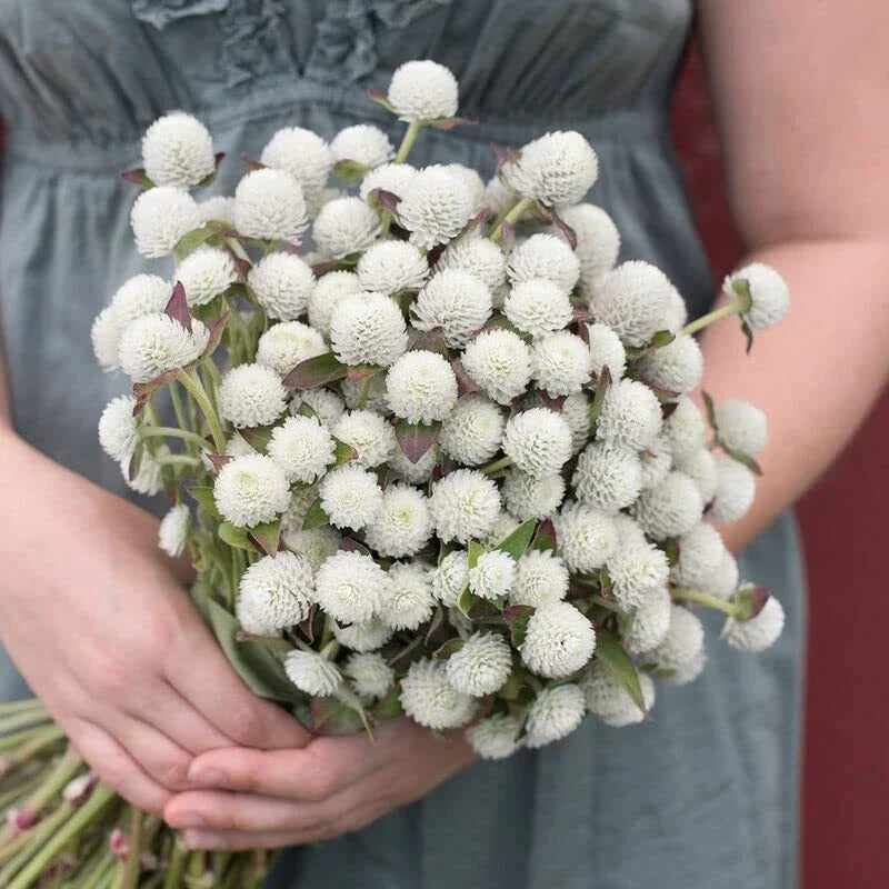 Gomphrena Seeds - 50 Pack Audray White Variety - Gomphrena globosa - Drought-Tolerant Annual for Sunny Gardens