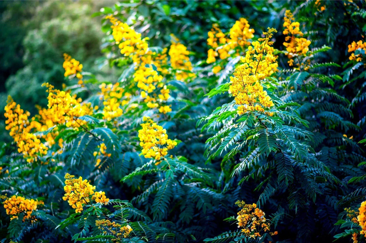 American Senna Seeds - 30 Pack - Vibrant Yellow Flowers - Senna hebecarpa - Native Wildflower Seeds for Pollinator Gardens