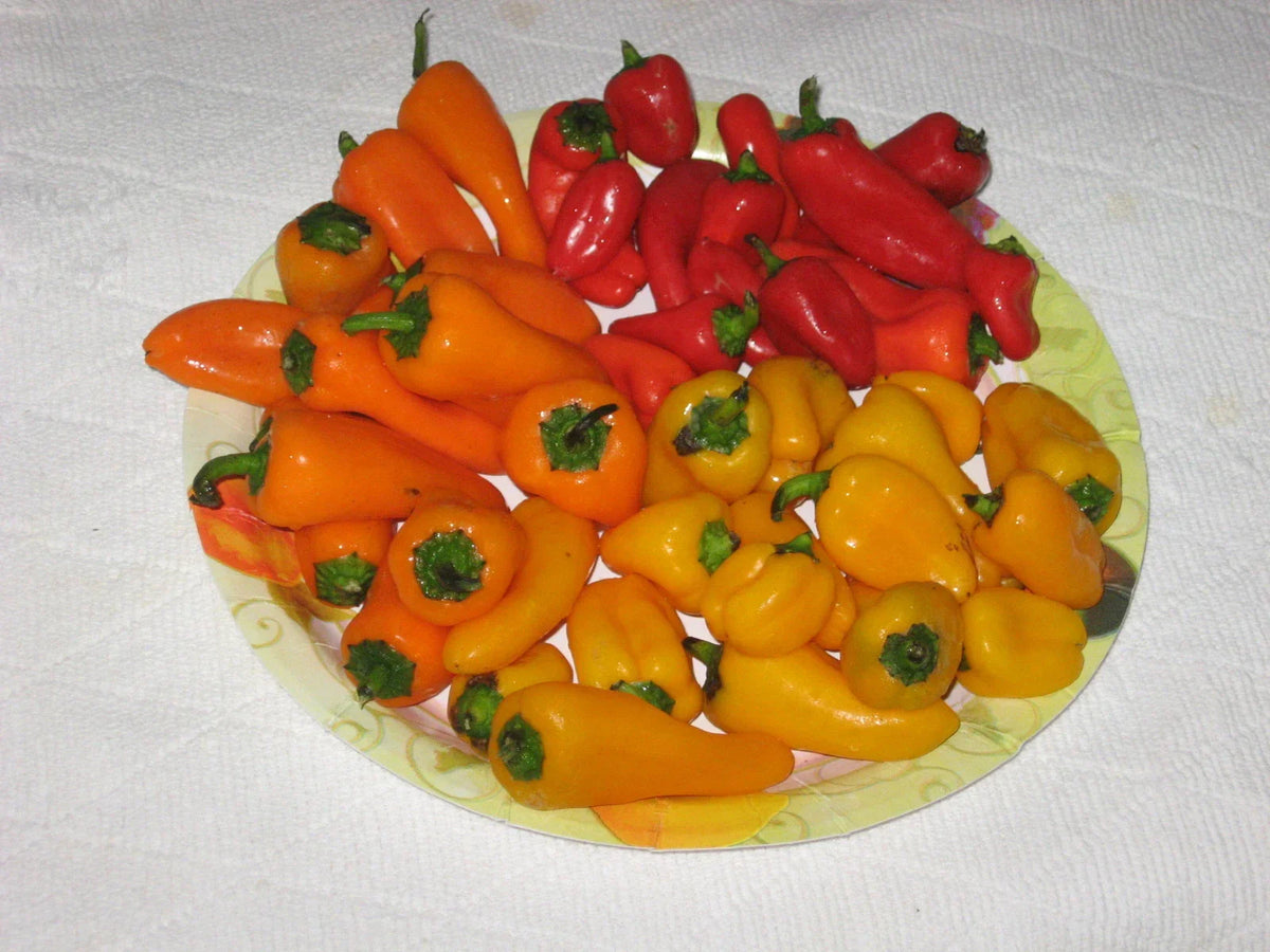 Bulk 100 Mini Bell Pepper Seeds - Sweet Red, Yellow, Orange (Capsicum annuum) - Non-GMO Vegetable Garden Seeds